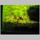 Picture 400 (Corydoras duplicareus).jpg